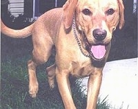 Close Up - A tan Labrador Retriever is walking in grass, Its mouth is open and tongue is out