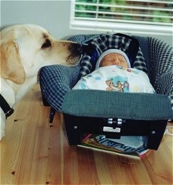 A yellow Labrador Retriever has its head on the side of a bassinet car seat that a sleeping newborn baby is in.
