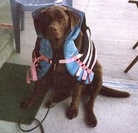 A chocolate Labrador Retriever is sitting on a deck and it is wearing a life vest and looking up