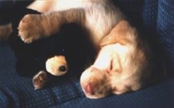 A yellow Labrador Retriever puppy is sleeping on a couch and it has one of its paws overtop of a stuffed bear
