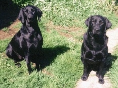 Two adult shiny black Labrador Retrievers are sitting in grass and they are looking up