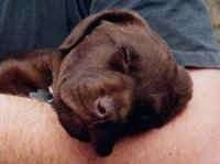 Close up head shot - A chocolate Labrador Retriever puppy is sleeping in the arm of a person