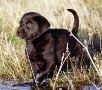 A black labrador Retriever puppy is trotting around in water and tall grass.