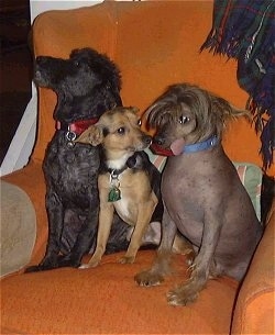 Three dogs sitting on an orange arm chair - A black miniature Poodle next to a tan and black with white Chihuahua mix and a hairless Chinese Crested dog. The Chinese Cresteds tongue is sticking out the side of its mouth.