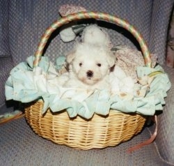 A tiny shorthaired white Maltese puppy is sitting in a tan wicker basket on top of a light blue chair.