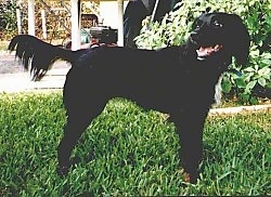 Left Profile - A black Markiesje dog is standing in grass and it is looking to the left of its body. It has fringe hair on its tail.
