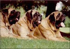 Three huge panting English Mastiffs are laying in a row in grass.