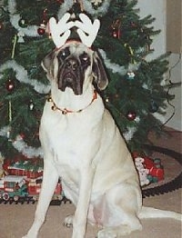 A tan with black English Mastiff is wearing reindeer antlers sitting in front of a Christmas tree that has a toy railroad set under it.