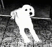A black and white photo of a Miniature Poodle laying in the doorway of a kitchen.