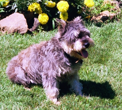 A grey with white Miniature Schnauzer is sitting in grass and there is a yellow flower bush behind it. Its mouth is wide open.