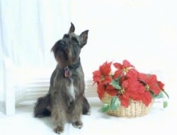 A black and tan with white Miniature Schnauzer is sitting in front of a white window next to a red poinsettia plant in a tan wicker basket.