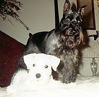 A white Miniature Schnauzer puppy is laying on a bed next to a standing black Miniature Schnauzer.