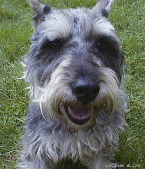 Close up head shot - the face of a grey with white Miniature Schnauzer that is sitting in grass. Its mouth is open.