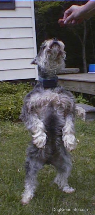 Front view - A grey with white Miniature Schnauzer is standing on its hind legs showing its belly and its head is held up in the air.
