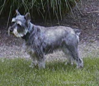 Left Profile - A grey with white Miniature Schnauzer is standing in grass and there is a large bush area behind it.