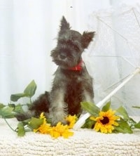 A black with white Miniature Schnauzer puppy is sitting on a rug in front of yellow flowers.