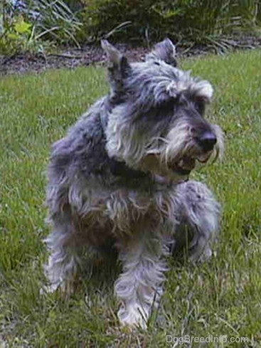 A grey with white Miniature Schnauzer is sitting in grass and it is looking to the right.