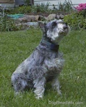 Side view - A grey with white Miniature Schnauzer is sitting in grass and it is looking up.