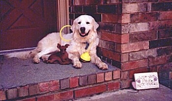A Great Pyrenees is laying next to a toy sized red Min Pin dog on a brick step and against a brick wall of a home. There is a yellow step bo toy around its neck.