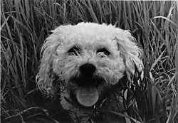 Head shot - A black and white photo of a panting Miniature Poodle that is standing in tall grass.