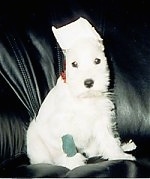 A white Miniature Schnauzer is sitting on a black leather couch and its ears are taped up.