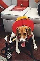 A tricolor, tan, black and white hound looking mixed breed dog is sitting on a boat and it is wearing a life jacket. Its mouth is open and its tongue is out.