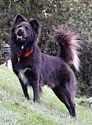 A large breed, medium-haired, black with white mixed breed dog is standing on the side of a hill and looking up. Its mouth is open and its tail is up curled over its back.