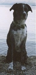 View from the front - A black with white mix breed dog is sitting on gravel in front of a large body of water.