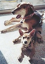 Two dogs laying in the sun in front of a sliding glass door - A toy-sized, large-perk-eared, mixed breed dog laying on a floor next to a large short,haired brown and white mixed breed dog that is yawning. There is a wooden deck outside the door.
