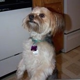A black and tan with white Yorkie-Apso dog standing up on its hind legs. It is looking up and to the left.