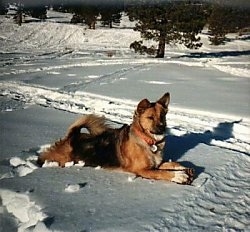 A perk-eared brown and black dog is stretched out laying in snow and looking forward.