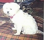 A white Lhatese is sitting on a brown plaid couch and looking to the left of its body. The dog has an underbite.