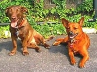 Two large breed dogs on a black top panting in front of a chain link fence covered in an ivy vine. A red mixed breed dog is laying on a black top surface next to a sitting brown mixed dog.