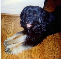 Upper body shot - A thick-coated, black with tan Cocker mix is laying on a hardwood floor. It looks happy with its mouth open and tongue out.