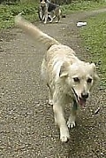 A white Labollie dog is walking down a pathway, and its mouth is open and tongue is out. There is a German Shepehrd type dog behind it and there is a person kneeling next to that dog