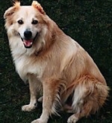A large medium-coated, tan with white mixed breed dog is sitting in grass. Its mouth is open and its tongue is out.