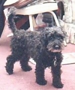 A curly-coated black with white mixed breed is walking across a red carpet. There is a white chair with things piled on top of it behind the dog.