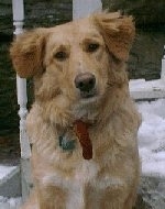 A Golden Labrador issitting on a porch. Its head is tilted to the left and there is snow behind it.