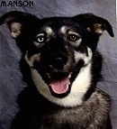 Close up head shot - A black with white mixed breed dog with one blue eye and one brown eye sitting in front of a backdrop.