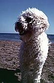 View from the front - A curly-coated Malti-poo is standing on a sandy beach with water in the distance looking to the left with its mouth open. The wind is blowing its hair.