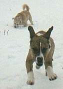Two dogs in snow, a brown, white and black Pit Bull Terrier mix running right at the camera and a tan mixed breed dog digging into snow behind it.