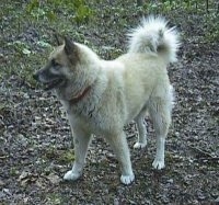 A fluffy white dog with a black snout is standing in a field and there are leaves around him.