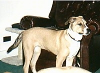 A tan with white Pit Bull Terrier mix is standing in front of a brown leather recliner chair.