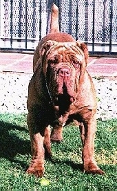 View from the front - A wrinkly, extra-skinned, crop-eared, brown with white Neapolitan Mastiff is standing in grass and it is looking forward. Its tail is way up in the air.