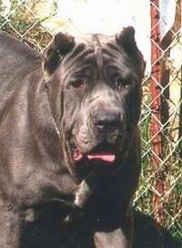 Close Up head and upper body shot - A dark blue with white Neapolitan Mastiff is standing in grass in front of a chainlink fence. Its mouth is slightly open. It has very large dewlaps and a lot of extra skin. Its ears are cropped.