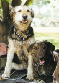 Front view of two wiry-looking dogs side by side - A tan and black New Zealand Huntaway is sitting next to a laying black with tan and white New Zealand Huntaway. Both of there mouths are open, it looks like they are smiling.