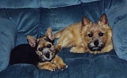 Two dogs in a blue arm chair, an adult and a puppy. The puppy is black and tan and the adult is tan.