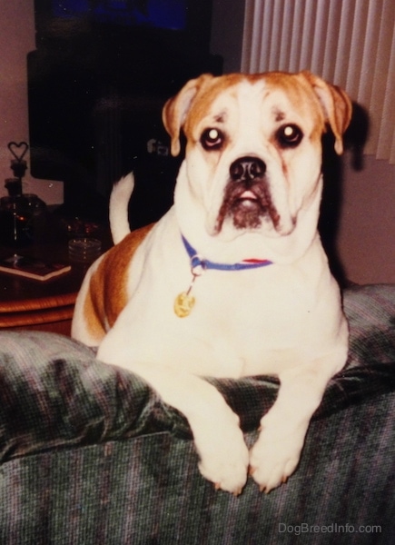 A white with tan Olde English Bulldogge is up on a couch with its front paws hanging over the back. The dog has a big underbite.