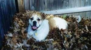 Side view - A white with tan Olde English Bulldogge is laying in a pile of leaves in front of a wooden privacy fence. Its mouth is open and it looks like it is smiling.