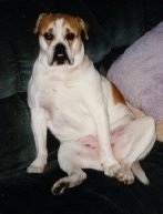 Front view - A white with tan Olde English Bulldogge is sitting on its bum leaning back on a couch with its white belly showing looking forward.